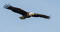 Kirms Photography Bald Eagle-4